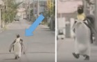Video Video's van Pinguins Pinguins