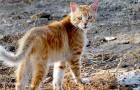 Video di Gatti