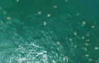 Video Natura