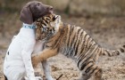 Vidéos d' Animaux