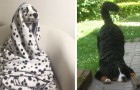 Video di Animali
