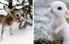 Quest'artista russa realizza piccoli animali selvatici utilizzando la tecnica della lana infeltrita