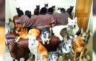 Diese Frau schaffte es, ihre 17 Haustiere in einer denkwürdigen Aufnahme zu posieren