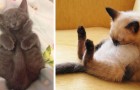 18 foto's van katten die op de meest absurde posities en plaatsen in slaap zijn gevallen