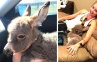 Dit meisje redde een pasgeboren ezel en nam het als huisdier