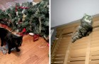 Video Katzenvideos Katzen
