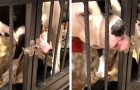 Bij de dierenarts gebruikte deze hond zijn tong om de deur van zijn kooi te openen