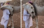 Cet homme est rentré chez lui désespéré après avoir perdu un fils : le chameau le réconforte avec une étreinte