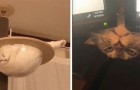 18 grappige katten die hun eigenaars in lachen hebben doen uitbarsten