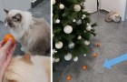 Son chat déteste les mandarines : sa maîtresse les utilise pour créer un bouclier protecteur pour le sapin de Noël