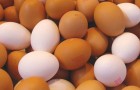 Nonostante si creda il contrario, le uova bianche e quelle marroni hanno lo stesso valore nutrizionale