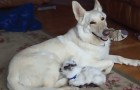 Un cane si prende cura di una capretta e la tratta come se fosse suo figlio