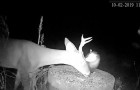 Affascinante simbiosi animale: una fotocamera ritrae un opossum che ripulisce un cervo dalle zecche