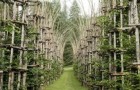 La Cattedrale Vegetale: la maestosa opera di architettura naturale realizzata da un artista italiano