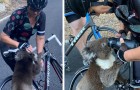 Un koala désespéré grimpe sur le vélo d'une femme pour boire à sa gourde : le thermomètre atteint 40°