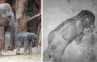 Video Elephants