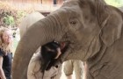 Como um elefante demonstra seu profundo afeto