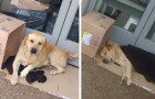 Der Hund weiß nicht, dass sein Besitzer verstorben ist, und wartet tagelang vor dem Krankenhaus, in dem er eingeliefert wurde, auf ihn