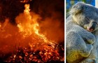 In Australia gli incendi avrebbero causato la morte di 480 milioni di animali: lo rivelano i ricercatori