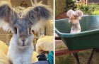 Video Kaninchenvideos Kaninchen