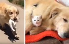 Ce doux Golden Retriever a sauvé un chaton de la rue et maintenant il le considère comme son propre enfant
