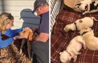 En gatuhund gömde sina nyfödda valpar under ett hus för att skydda dem