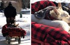 Chaque jour, cet homme promène sa chienne paralysée sur un chariot