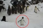 Le petit pingouin voit la neige pour la première fois, sa réaction est vraiment hors du commun!