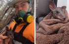 A fireman rescued a kangaroo joey that was trying to save itself from a raging bushfire by taking shelter under a tree trunk