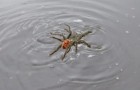 Les tarentules qui nagent et flottent sont le nouveau cauchemar de tous les arachnophobes
