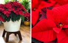 5 simple tips to keep your lovely poinsettia plant alive even after the holidays