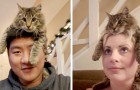 Video Video's van Katten Katten