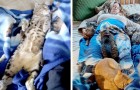 Estos tiernos gatitos suben todos a la cama y consuelan a la patrona después de una operación quirúrgica