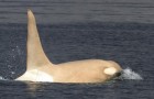 Rusland, meerdere keren werd een zeer zeldzame witte orka waargenomen: onderzoekers noemen het 