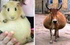 13 adorabili foto di animali in dolce attesa, immortalati poco prima del parto