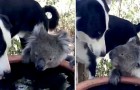 Un cane e un koala assetato 