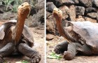 Video Schildkrötenvideos Schildkröten