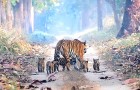 Vidéos de Tigres