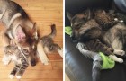 Video Cats