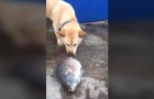 O cachorro que tentar salvar os peixes