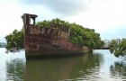 Le charme mystérieux du SS Ayrfield, l'ancienne épave qui s'est transformée en forêt flottante