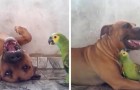 video med Papegojor