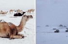 Nevica in Arabia Saudita: le immagini ci mostrano gli effetti imprevedibili del vortice polare