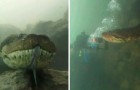 Due sommozzatori si sono ritrovati faccia a faccia con un'anaconda dalle dimensioni gigantesche