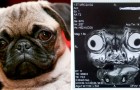 L'inquietante radiografia di un carlino mostra tutti i problemi di salute di cui soffre questa razza canina