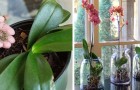 4 segreti da conoscere per coltivare splendide orchidee in casa