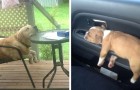 Video di Cani