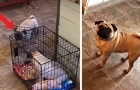Deze ondeugende mopshond ontdekt hoe hij zijn zusje in een kooi kan opsluiten, de eigenaren verbluft achterlatend