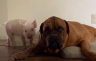 Le petit cochon se prend pour un chien et se lie d'amitié avec ce mastiff géant