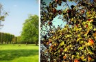 Video Green